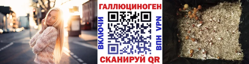 Псилоцибиновые грибы Psilocybine cubensis  Элиста 